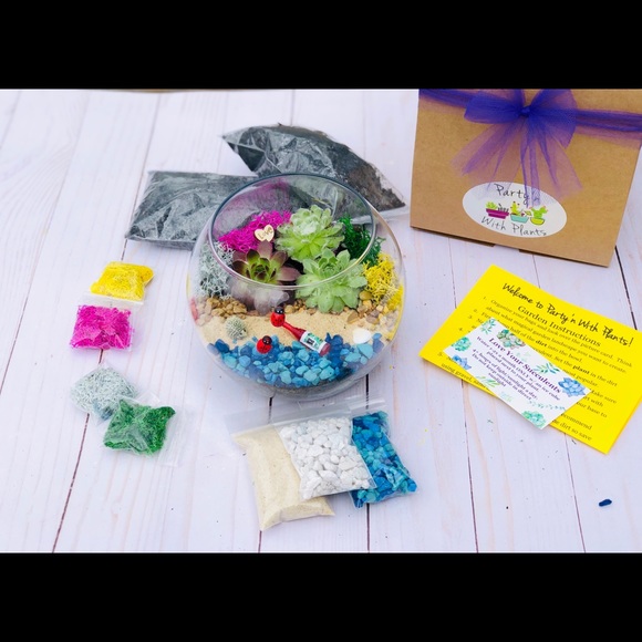 Succulent Terrarium Kit, Cactus terrarium Kit DIY - Picture 5 of 8